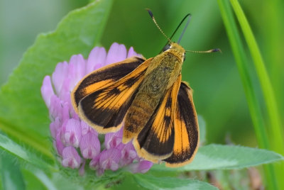 Delaware Skipper ( Anatrytone logan ) female