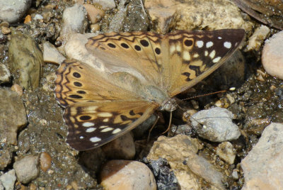 Hackberry Emperor (Asterocampa celtis )