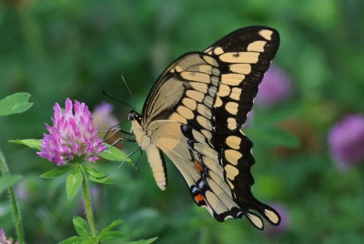 Giant Swallowtail ( Papilio cresphontes )
