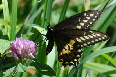 Black Swallowtail (Papilio polyxenes )male