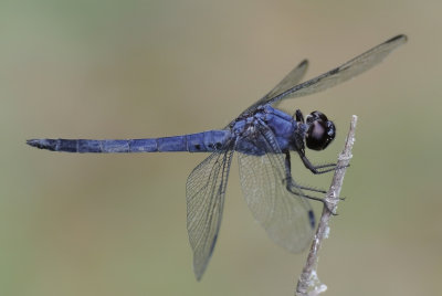 Slaty skimmer (Libellula incesta ) male