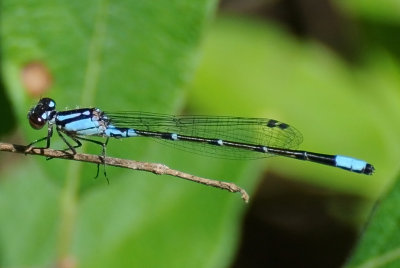 skimming bluet ( Enallagma geminatum )male