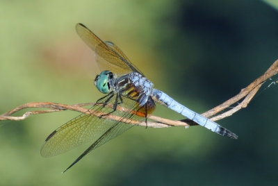 Blue Dasher  ( Pachydiplax longipennis )eastern male
