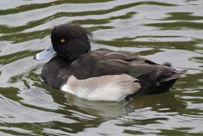 Tufted Duck ( Aythya fuligula ) male