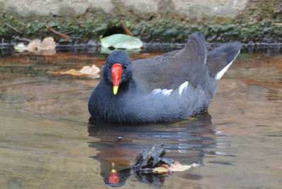 Moorhen (Gallinula chloropus)