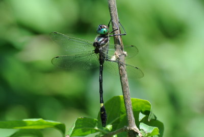 Swift River Cruiser (Macromia illinoiensis ) male