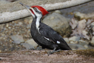 Pileated Woodpecker (Dryocopus pileatus ) male