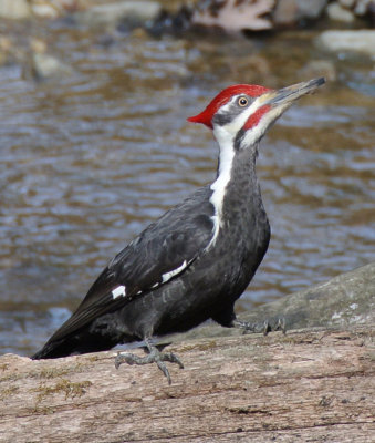 Pileated Woodpecker (Dryocopus pileatus ) male