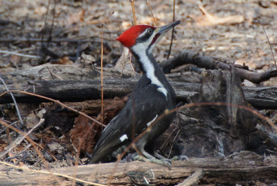 Pileated Woodpecker (Dryocopus pileatus ) male