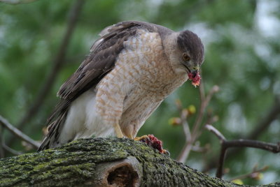 Cooper's Hawk ( Accipiter cooperii ) female