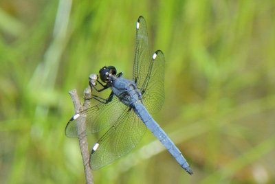 Spangled Skimmer ( Libellula cyanea )male