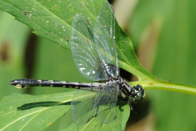 Green-faced Clubtail (Gomphus viridifrons ) female