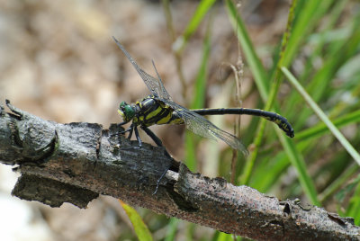 Dragonhunter (Hagenius brevistylus )male
