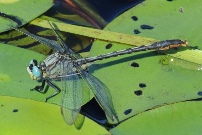 Lilypad Clubtail (Arigomphus furcifer ) male