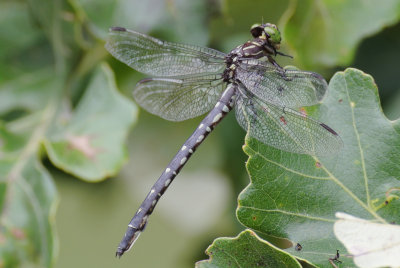 Arrow Clubtail (Stylurus spiniceps ) female