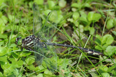 Arrow Clubtail (Stylurus spiniceps ) male