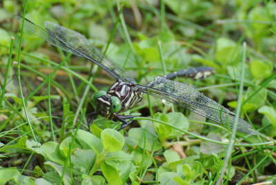 Arrow Clubtail (Stylurus spiniceps ) male