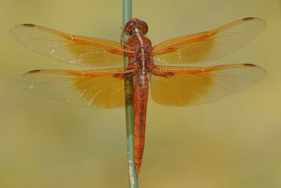 Flame Skimmer ( Libella saturata ) male