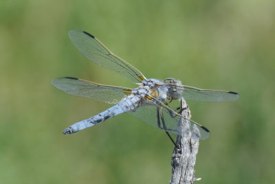 Bleached Skimmer (Libellula composita ) male