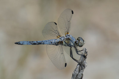 Bleached Skimmer (Libellula composita ) male