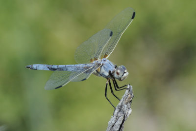 Bleached Skimmer (Libellula composita ) male