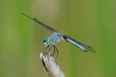 Blue Dasher  ( Pachydiplax longipennis )western male
