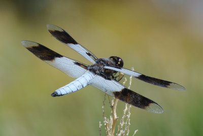 Desert Whitetail (Plathemis subornata ) male