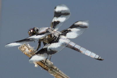 Eight-spotted Skimmer (Libellua forensis ) male