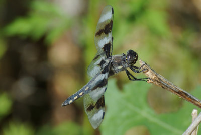 Eight-spotted Skimmer (Libellua forensis ) female