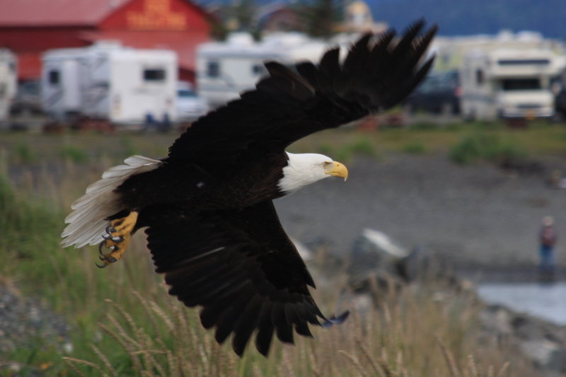 Bald Eagle 