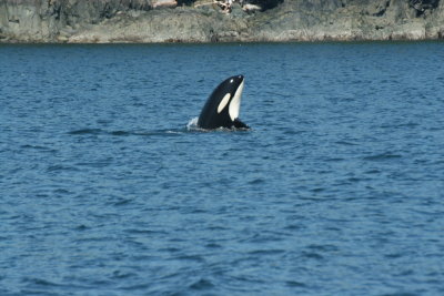 Killer Whale; Johnson Strait