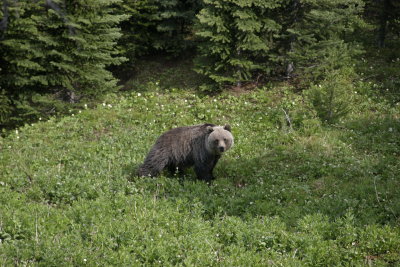 Grizzly on Helen Lake trail