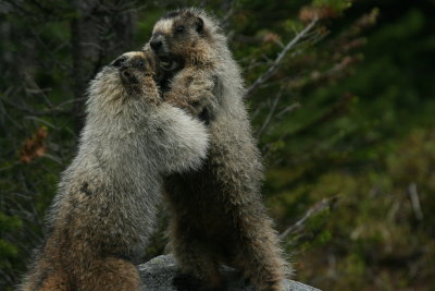 Playing Hoary Marmots at Lake O'Hara