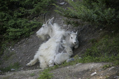 Mountain Goats