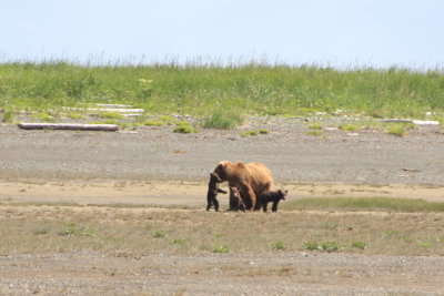 Mother with 3 springcubs