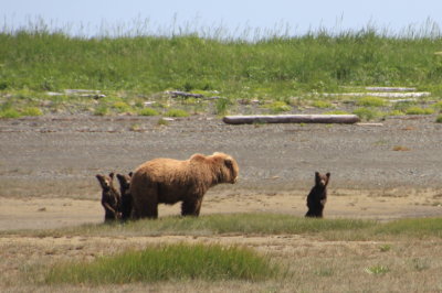 Grizzly with 3 springcubs 