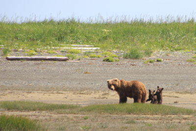 Grizzly with springcubs 