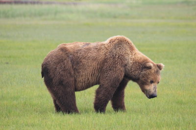Male Grizzly 