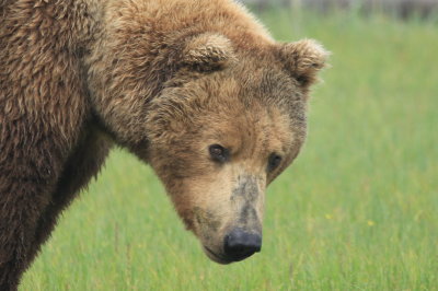 Male Grizzly 