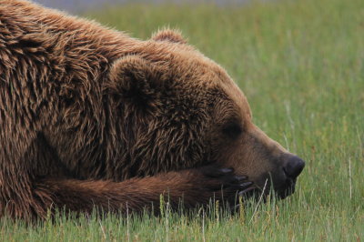 Male Grizzly 