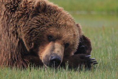 Male Grizzly 