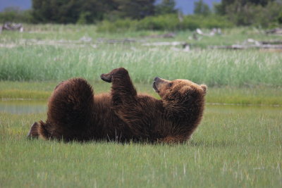 Male Grizzly 