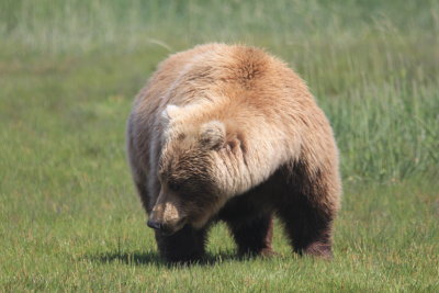 Female grizzly 