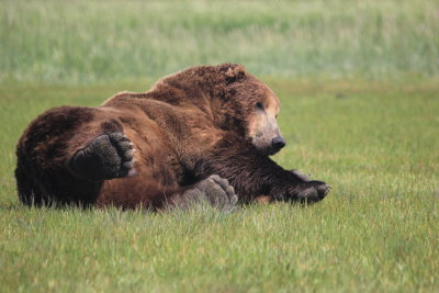 Male grizzly 