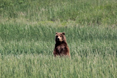Grizzly Yearling cub 