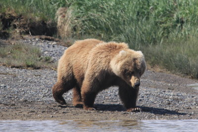 Female grizzly 