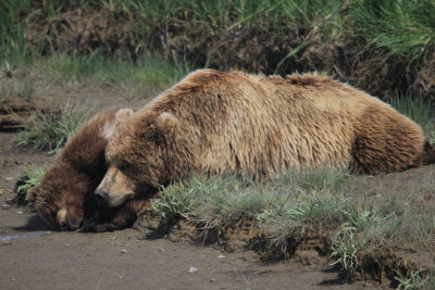 Mother and yearling grizzly 