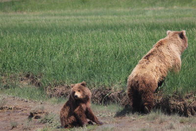 Mother and Yearling grizzly