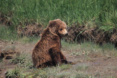 Yearling grizzly 