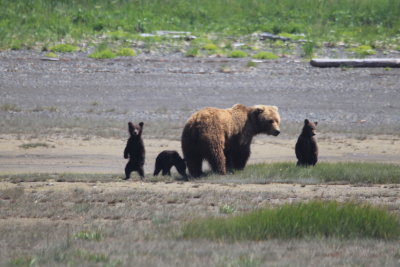 Mother with 3 springcubs
